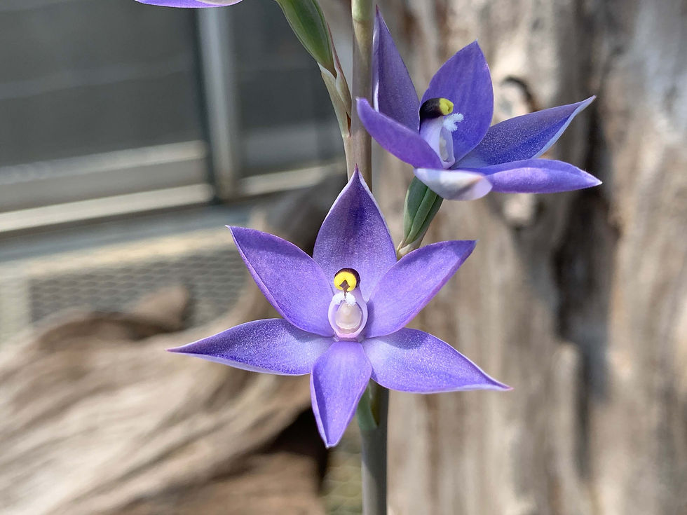 サムネイル： Thelymitra aristata,洋蘭,洋ラン,洋らん,育て方,種類,販売,通販,熱帯植物,BORDER BREAK,Orchid,マツコ,ボタピー,東京,花屋,ボーダーブレイク,世界らん展,東京ドーム,野生ラン,アルペン
