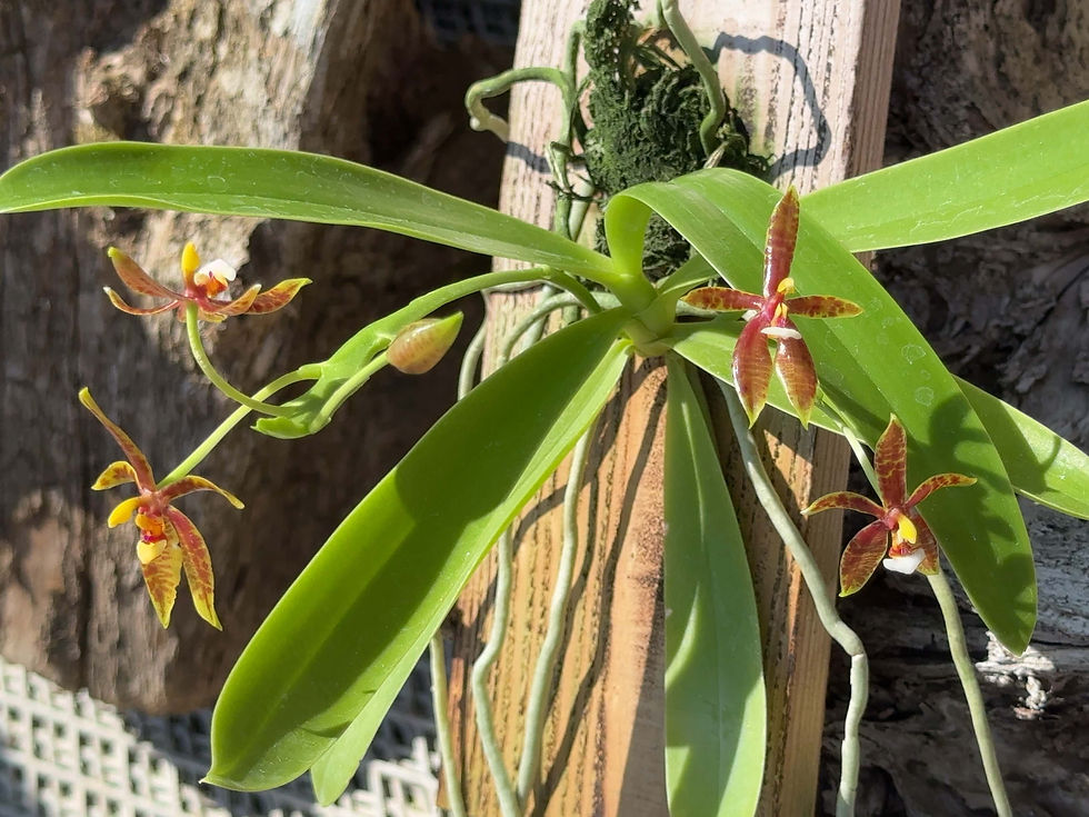 サムネイル： Phalaenopsis cornu-cervi,洋蘭,洋ラン,洋らん,育て方,植物,販売,通販,花言葉,東京,横浜,神戸,京都,エキゾチック,花屋,園芸,園芸店,フラワー,生産,アクアバス ,paludarium,テラリウム,水槽,アクアリウム,,