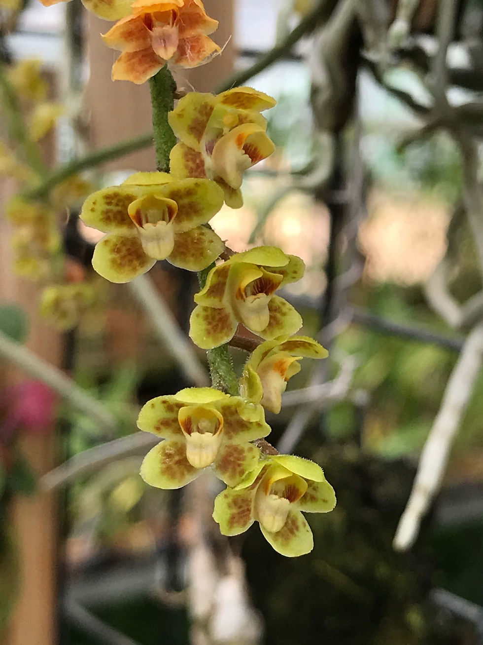 キロシスタ パリシー Chiloschista parishii | nakato-orchids