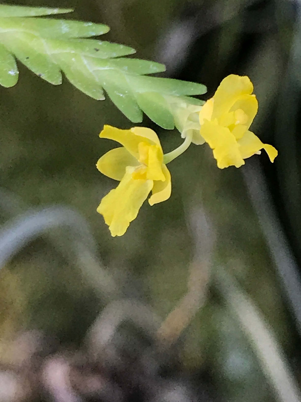 Lookhartia sp,洋蘭,洋ラン,洋らん,育て方,種類,販売,通販,花言葉,シンビジウム,の種類写真,山野草,多肉植物,エアープランツ,植物,動物,生物,Orchid,yahoo,facebook,amazon,楽天,Youtube,ニュース