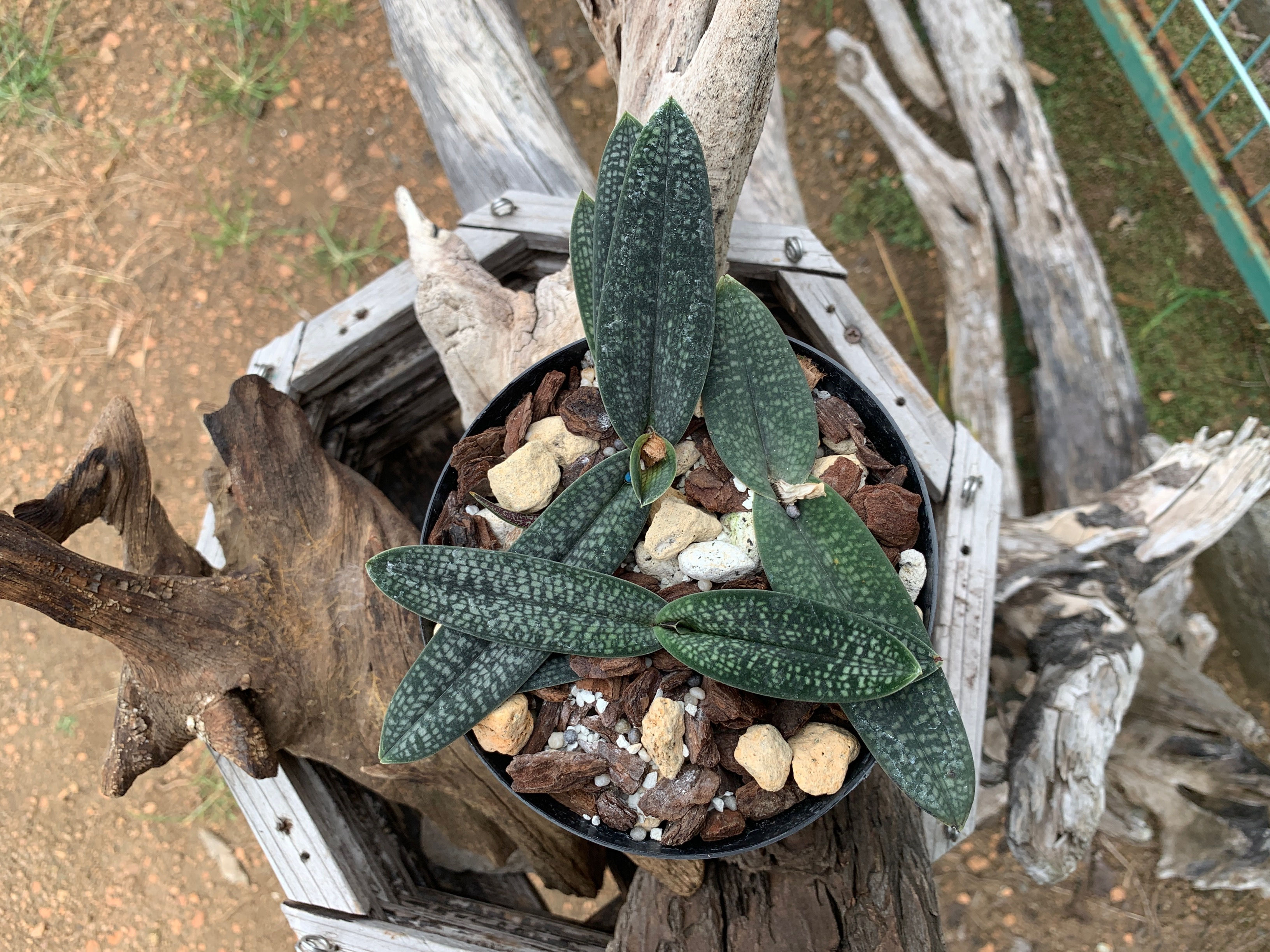 Paphiopedilum micranthum Red King,洋蘭,洋ラン,洋らん,育て方,植物,販売,通販,花言葉,芸能人,Orchid,กล้วยไม้,Orchidée,ツイッター,花屋,Orquídea,インスタグラム,Instagra