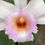 サムネイル： Sobralia sp,洋蘭,洋ラン,洋らん,育て方,種類,販売,通販,蘭友会,全日本蘭協会,ツイッター,BORDER BREAK,ボーダーブレイク,インスタグラム,Instagram,Twitter,イベント,フェア,東京,福岡,神奈川,,,,,,