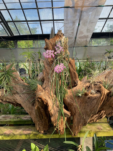 セイデンファデニア ミトラタ Seidenfadenia mitrata プラ木目板