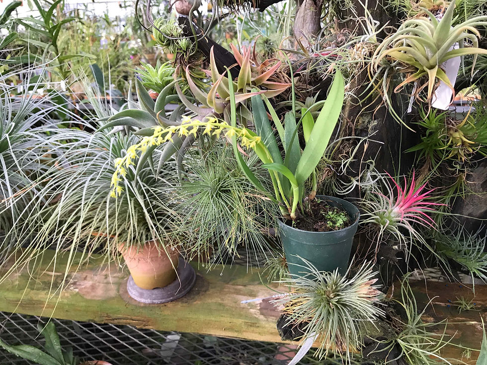サムネイル： Bulbophyllum sp. B-2,洋蘭,洋ラン,洋らん,育て方,種類,販売,通販,花言葉,how to grow,Orchid,マツコ,ボタピー,東京,楽天,Youtube,ebay,BRUTUS,ブルータス,大田市場,Wiki,Google