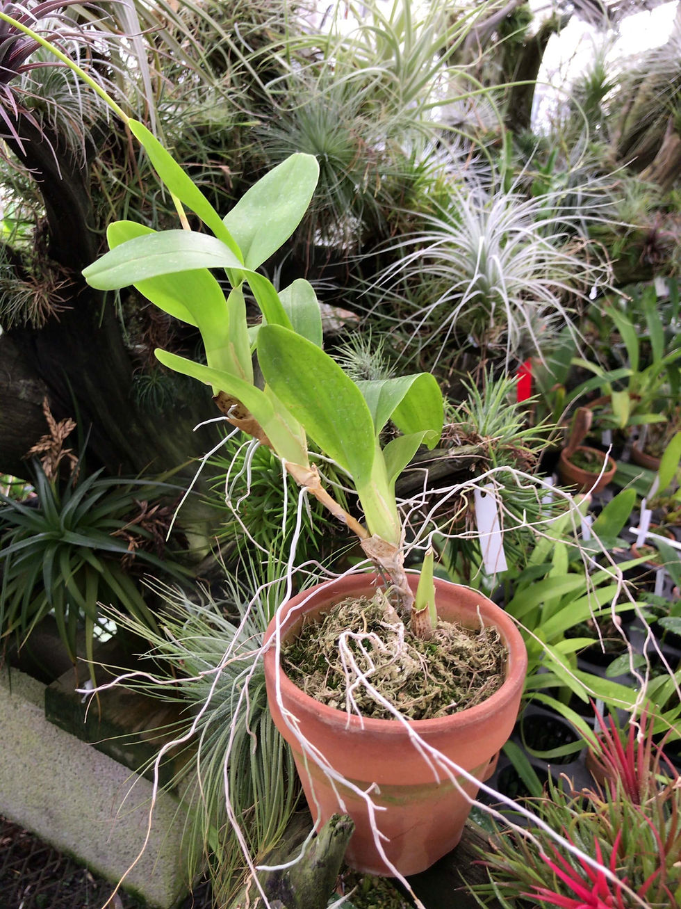 サムネイル： Oncidium flexuosum fma. album,洋蘭,洋ラン,洋らん,育て方,種類,販売,通販,花言葉,how to grow,Orchid,yahoo,facebook,amazon,楽天,Youtube,ebay,BRUTUS,ブルー