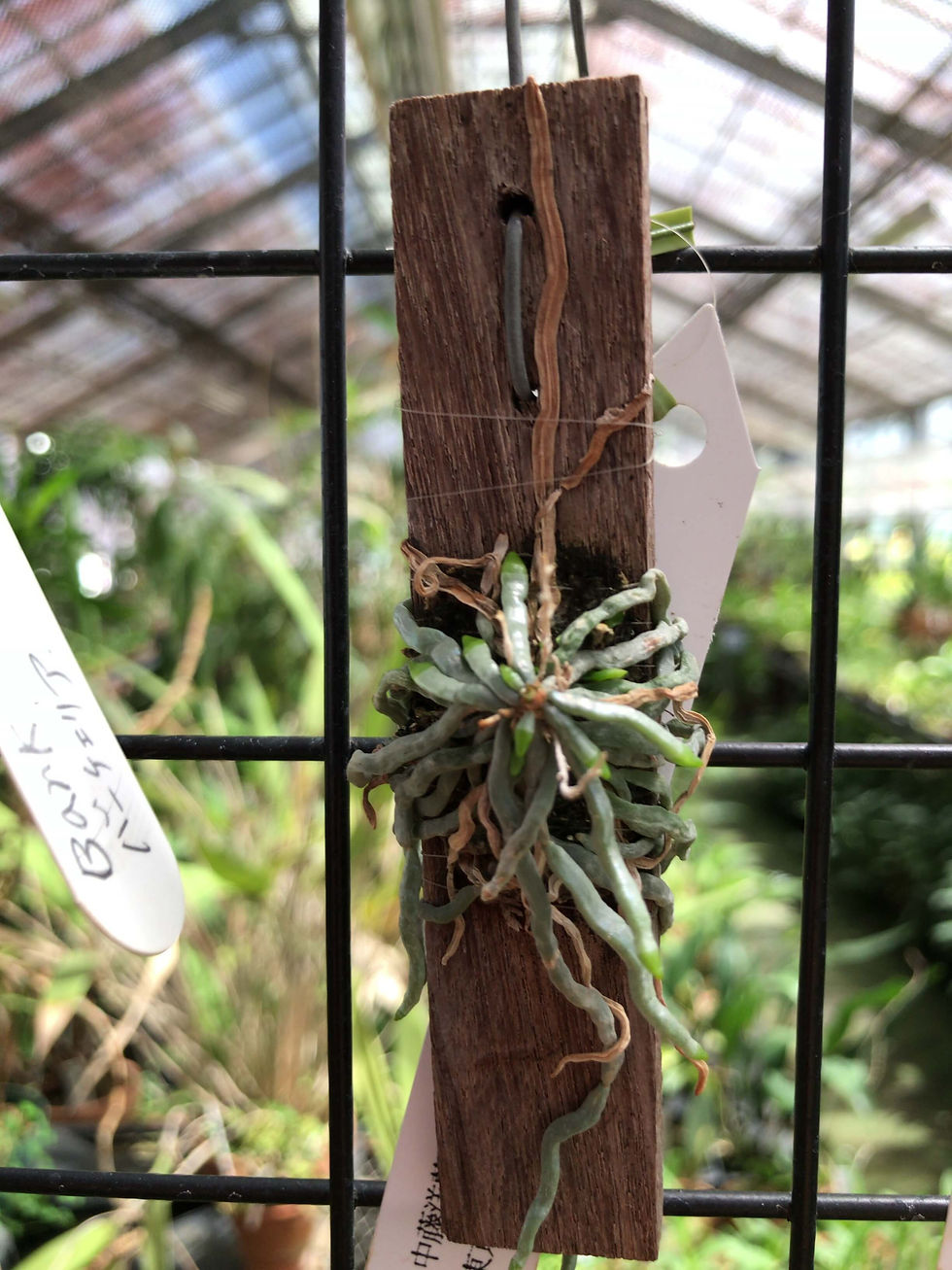 サムネイル： Taeniophyllum	obtusum,洋蘭,洋ラン,洋らん,育て方,種類,販売,通販,花言葉,Orchids,flower,熱帯魚,アクア,多肉植物,癒し,ゲーム,アプリ,趣味の園芸,旅行,plants,インテリア,Wiki,ebay,