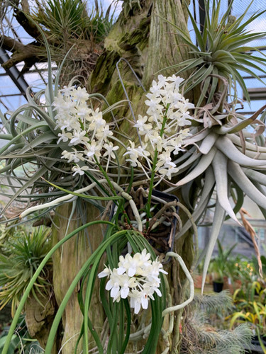 セイデンファデニア ミトラタ アルバ Seidenfadenia mitrata alba