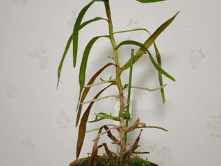 アングレカム・ゲルミニアナム アルバの栽培質問