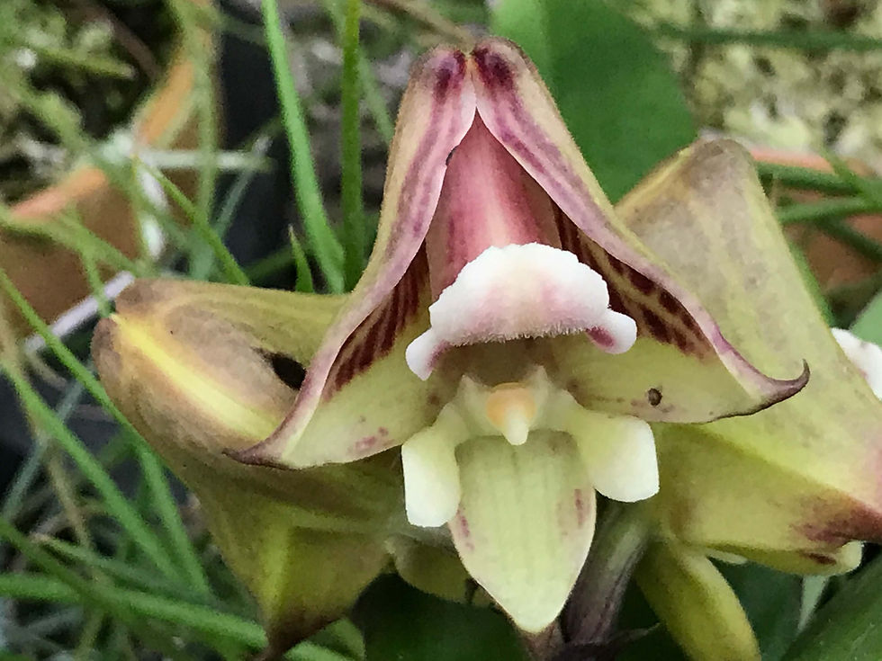 Polystachya galeata,洋蘭,洋ラン,洋らん,育て方,種類,販売,通販,花言葉,how to grow,Orchid,yahoo,facebook,amazon,楽天,Youtube,ebay,BRUTUS,ブルータス,無印,Wiki