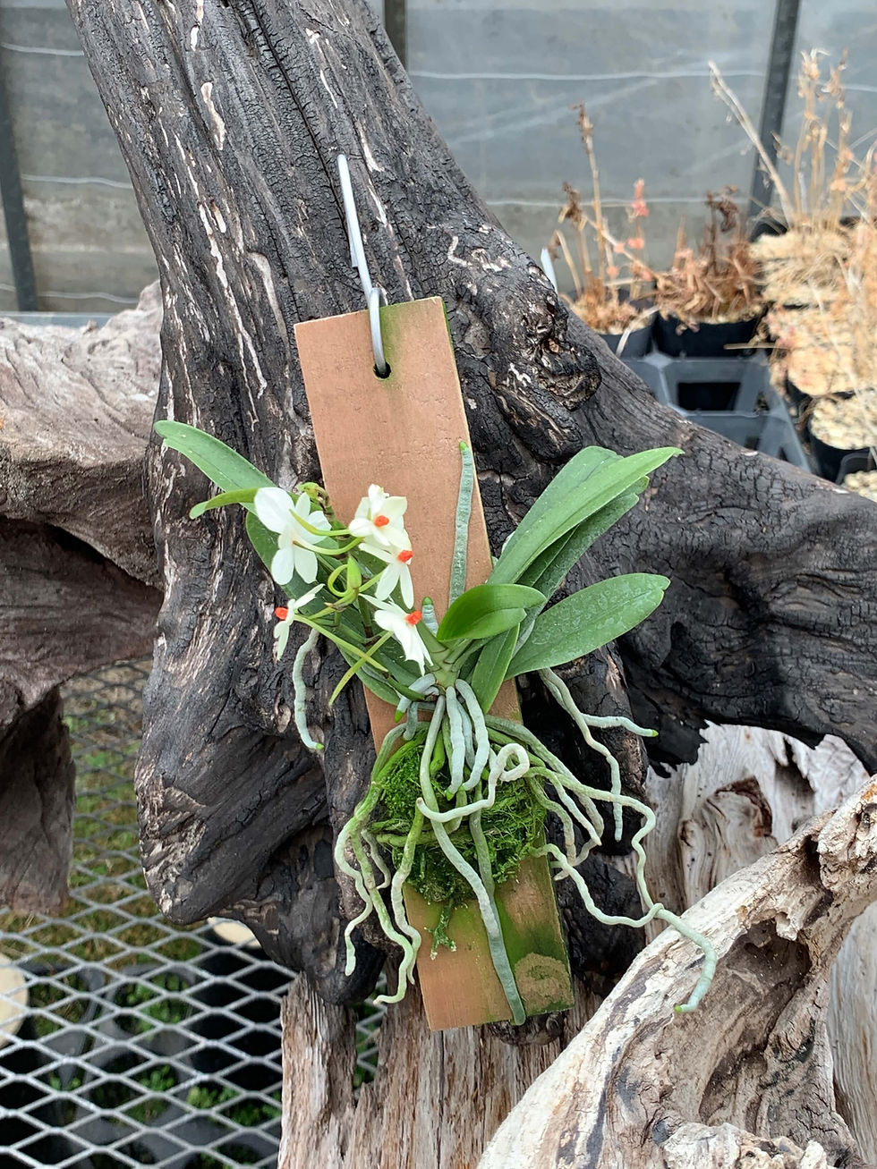 サムネイル： Aerangis luteoalba var. rhodostiota,洋蘭,洋ラン,洋らん,育て方,種類,販売,通販,Shop,sell,plant,Orchids,News,Africa,China, America,Asia,EU,USA,Eu