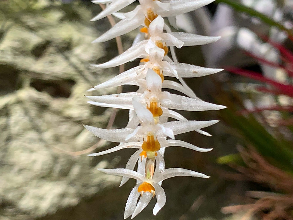 サムネイル： Dendrochilum glumaceum,洋蘭,洋ラン,洋らん,育て方,植物,販売,通販,花言葉,芸能人,Orchid,กล้วยไม้,Orchidée,ツイッター,花屋,Orquídea,インスタグラム,Instagram,Twitter,イ