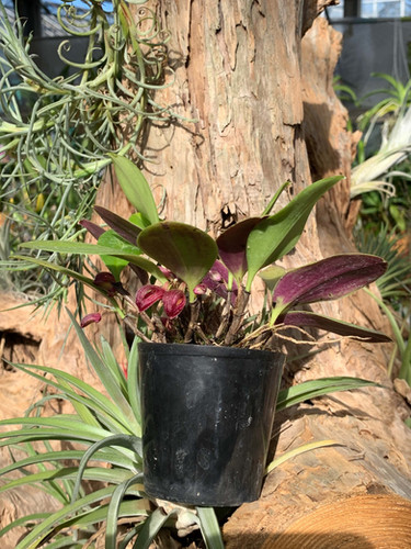 ズートロフィオン アロプルレウム Zootrophion atropurpureum | nakato