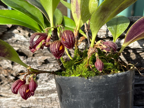 希少 atropurpureum Zootrophion アトローパープレウム ズートロフィオン 着生 アトロパープリューム ズートロフィオン 洋ラン その他観葉植物