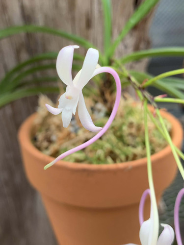 フウラン 富貴蘭・桃源 Vanda falcata | nakato-orchids