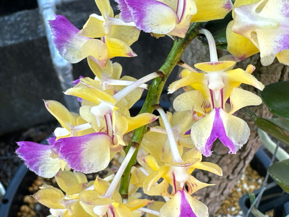 サムネイル： Aerides houlletiana,洋蘭,洋ラン,洋らん,育て方,植物,販売,通販,花言葉,人気,Orchid,กล้วยไม้,Orchidée,China, America,Asia,EU,USA,Euro,flower,Shop,sell,