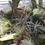 サムネイル： Bulbophyllum Doris Dukes,洋蘭,洋ラン,洋らん,育て方,種類,販売,通販,花言葉,how to grow,Orchid,マツコ,ボタピー,東京,楽天,Youtube,ebay,BRUTUS,ブルータス,大田市場,Wiki,Go