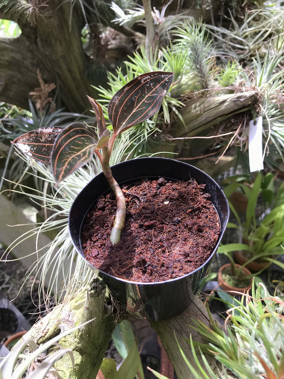 サムネイル： ルディシア　ディスカラー　金脈　Ludisia discolo