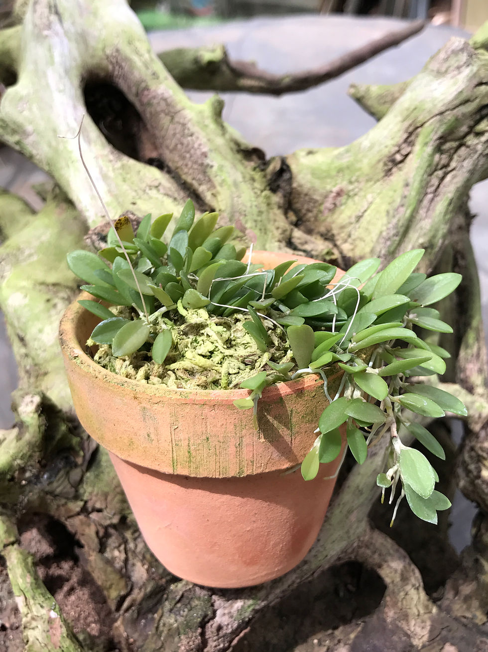 サムネイル： Barbosella　handroii,,育て方,種類,販売,通販,花言葉,シンビジウム,の種類写真,山野草,多肉植物,エアープランツ,植物,動物,生物,猫,犬,yahoo,facebook,amazon,楽天,Youtube,ニュース,天気予報
