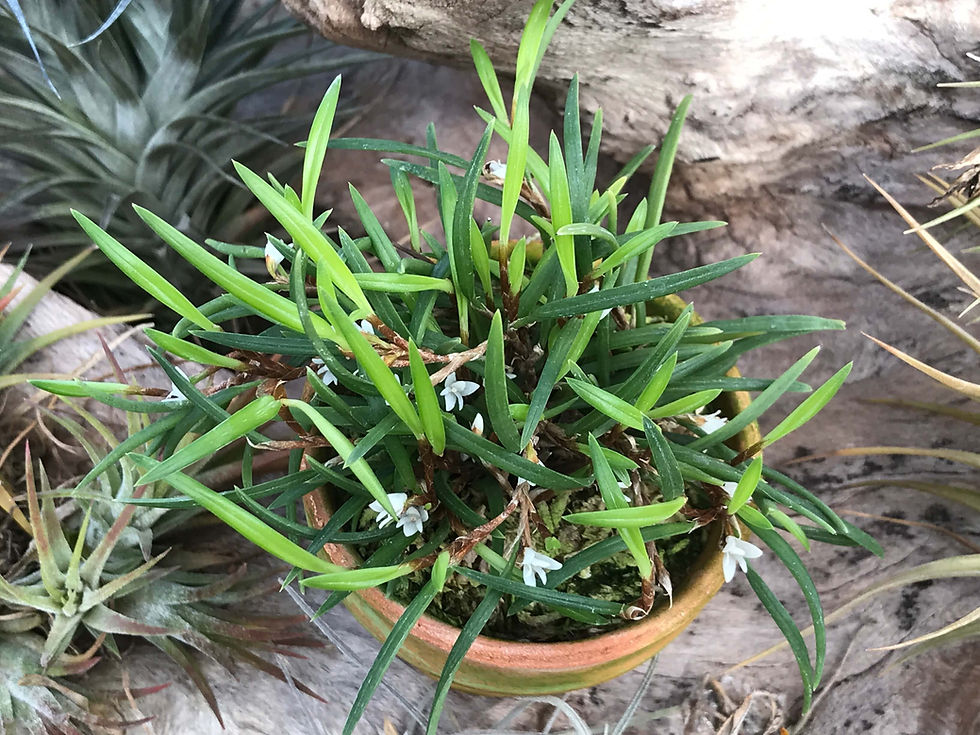 サムネイル： Ceratostylis philippinensis,洋蘭,洋ラン,洋らん,育て方,種類,販売,通販,花言葉,シンビジウム,の種類写真,山野草,多肉植物,エアープランツ,植物,動物,生物,Orchid,yahoo,facebook,amazon,楽