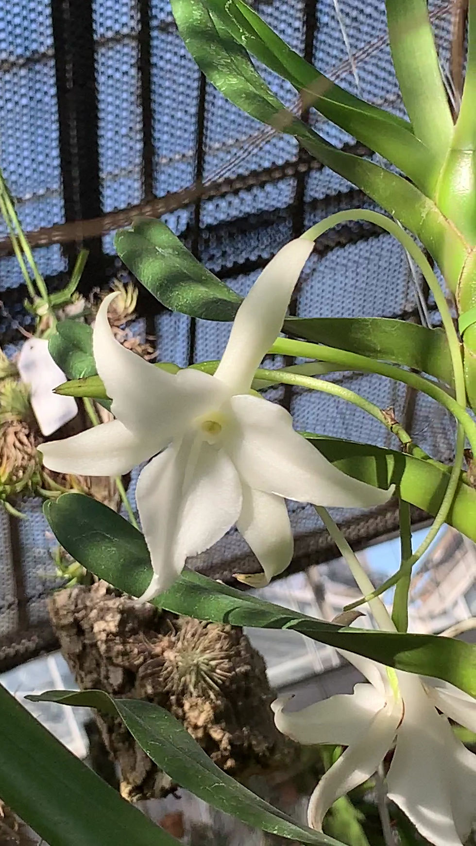 サムネイル： アングレカム　アメイジング　グレイス　Angraecum Amazing Grace