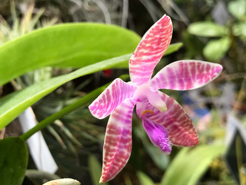 ファレノプシス ルデマニアナ Phalaenopsis lueddermaniana | nakato
