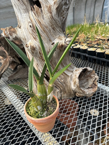 ユーロフィア ペテルシー Eulophia petersii | nakato-orchids