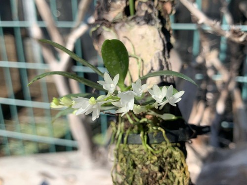 エランギス ハイアロイデス Aerangis hyaloides | nakato-orchids エランギス ハイアロイデス Aerangis hyaloides | nakato-orchids