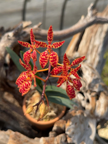 レナンセラ モナチカ Renanthera monachica | nakato-orchids