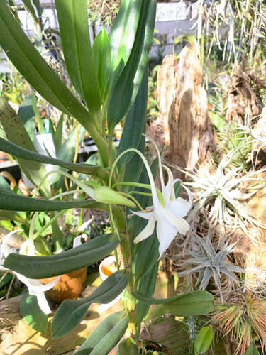 アングレカム アメイジング グレイス Angraecum Amazing Grace