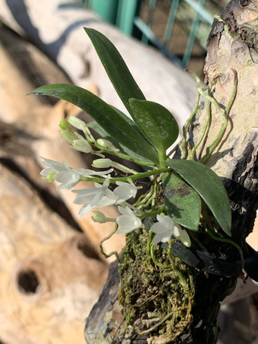 エランギス ハイアロイデス Aerangis hyaloides | nakato-orchids エランギス ハイアロイデス Aerangis hyaloides | nakato-orchids