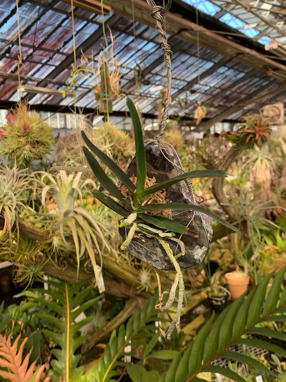 サムネイル： Angraecum didieriOrchid,Jewelry,Gem,Jewel,Cluster,Mineral,Fluorite,Amethyst,洋蘭,洋ラン,洋らん植物,宝石,原石,天然石,ミネラル,クラスター,フローライト,蛍石,Orchi