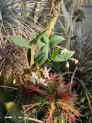 デンドロビウム ハルミ Dendrobium Harumi(Mini Snow flack x aberans