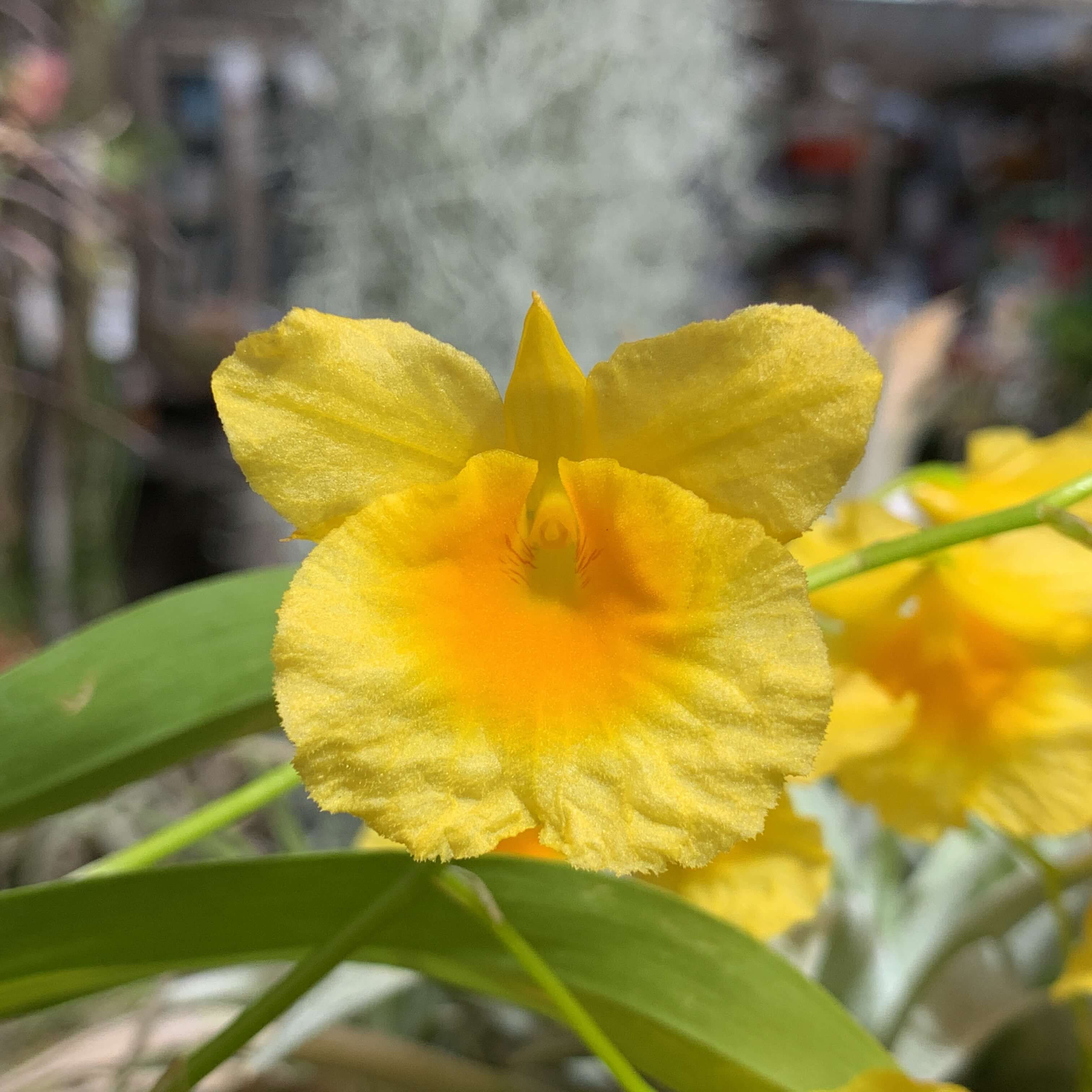 Dendrobium braianense`Suwada'洋蘭,洋ラン,洋らん植物,宝石,原石,天然石,ミネラル,クラスター,フローライト,蛍石,塊根,Jewelry,Gem,Jewel,Cluster,Mineral,Fluorite,販売,通販,