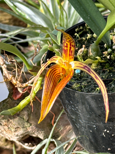 バルボフィラム イナクタム NS 10cm Bulbophyllum inunctam NS 10cm