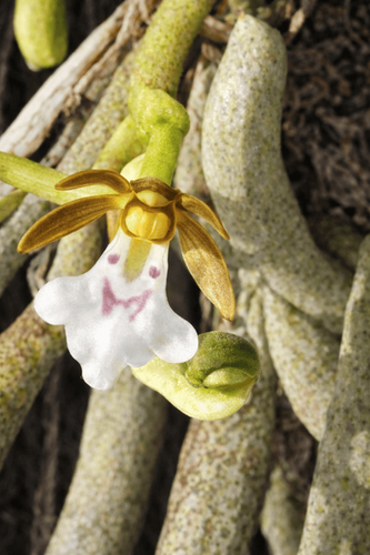 トリコグロテス トリフロラ Trichoglottis triflora | nakato-orchids