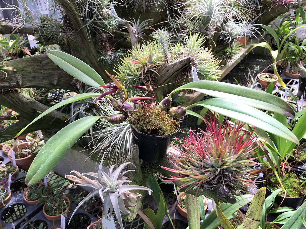 サムネイル： バルボフィラム　レイシアナム　Bulbophyllum leysianum