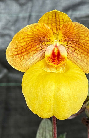 「パフィオペディルム大図鑑 魅惑の原種120」 レディーススリッパ | nakato-orchids