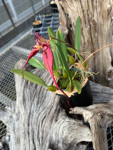 バルボフィラム ドリス デュークス Bulbophyllum Doris Dukes