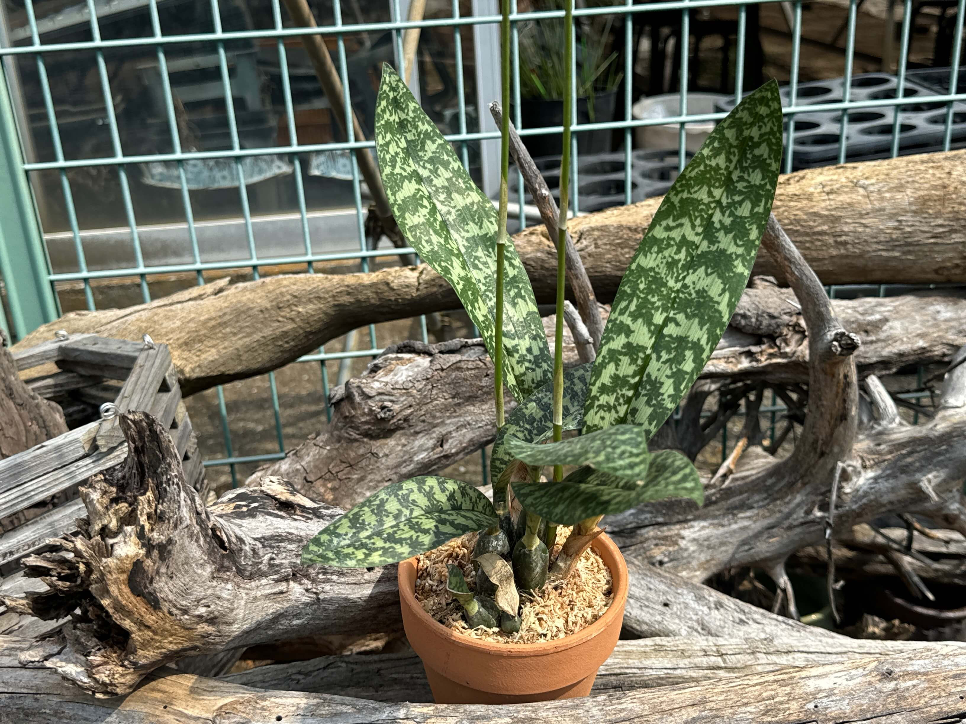 Oeceoclades maculata,洋蘭,洋ラン,洋らん,育て方,種類,販売,通販,蘭友会,全日本蘭協会,ツイッター,BORDER BREAK,ボーダーブレイク,インスタグラム,Instagram,Twitter,イベント,フェア,東京,福岡,