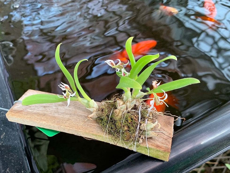 Dendrobium peguanum,洋蘭,洋ラン,洋らん,育て方,種類,販売,通販,花言葉,シンビジウム,の種類写真,山野草,多肉植物,エアープランツ,植物,動物,生物,Orchid,yahoo,facebook,amazon,楽天,Youtub