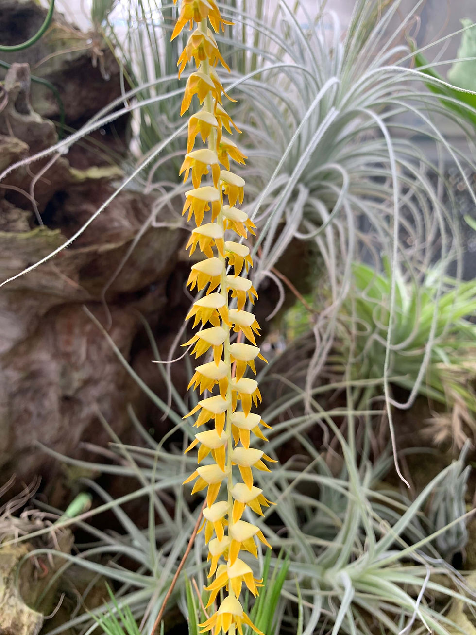 サムネイル： Dendrochilum longifolium,洋蘭,洋ラン,洋らん,育て方,植物,販売,通販,花言葉,芸能人,Orchid,กล้วยไม้,Orchidée,ツイッター,花屋,Orquídea,インスタグラム,Instagram,Twitter