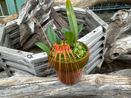 バルボフィラム シンバリアナム Bulbophyllum tingabarianum | nakato