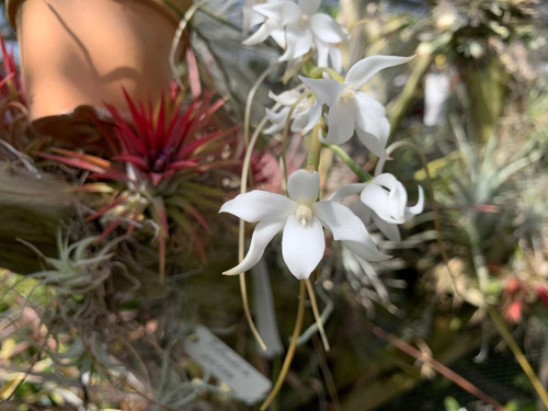 エランギス アーティキュラータ Aerangis articulata | nakato