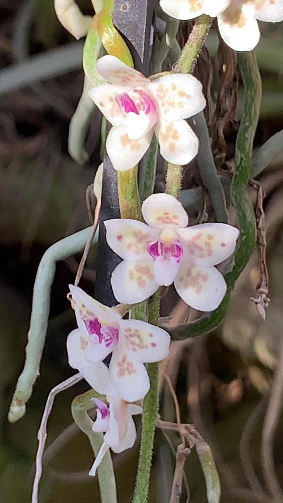 サムネイル： Chiloschista sp  Sakura,洋蘭,洋ラン,洋らん,育て方,植物,販売,通販,花言葉,人気,Orchid,กล้วยไม้,Orchidée,China, America,Asia,EU,USA,Euro,flower,Shop,s