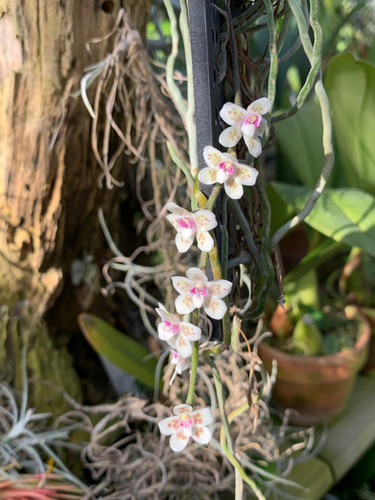 chiloschista parishii var sakura コルク原種 chiloschista parishii var sakura コルク原種