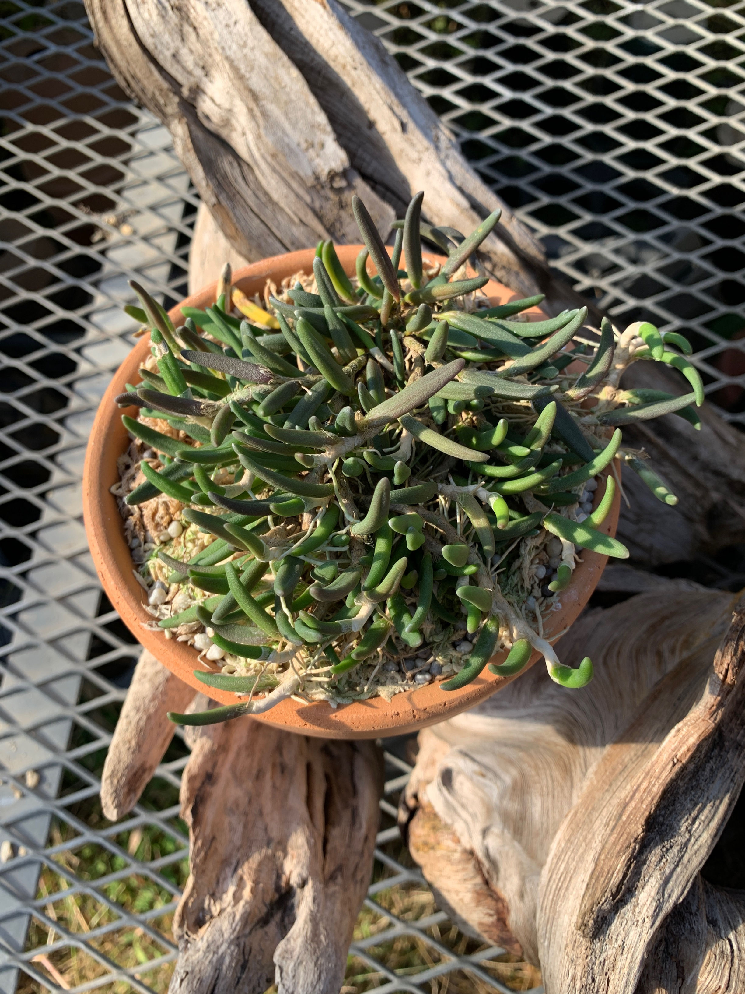 Dendrobium lichenastrum var. prenticei,洋蘭,洋ラン,洋らん,育て方,植物,販売,通販,花言葉,人気,Orchid,กล้วยไม้,Orchidée,China, America,Asia,EU,USA,Eur