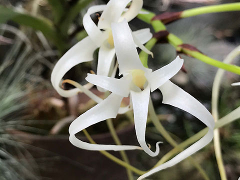 金魚柄 中華風 ロリィタ Eden 在れ Lost