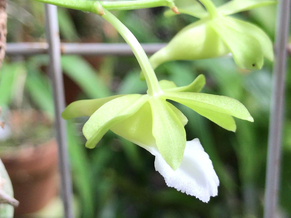 サムネイル： Vanda vietnamica,洋蘭,洋ラン,洋らん,育て方,種類,販売,通販,花言葉,Orchids,flower,熱帯魚,アクア,多肉植物,癒し,ゲーム,アプリ,趣味の園芸,旅行,plants,インテリア,Wiki,ebay,