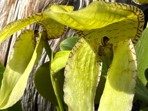 バルボフィラム 不明種 グリーン アルファキアナム Bulbophyllum sp