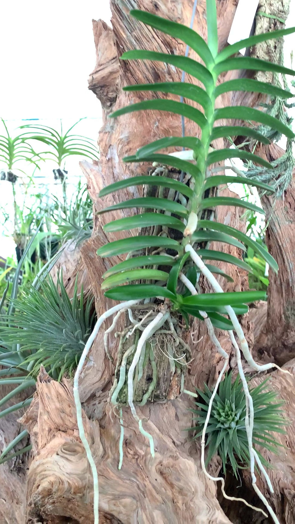 サムネイル： Vanda vietnamica,洋蘭,洋ラン,洋らん,育て方,種類,販売,通販,Shop,sell,plant,Orchids,News,Africa,China, America,Asia,EU,USA,Euro,flower,Thailand,